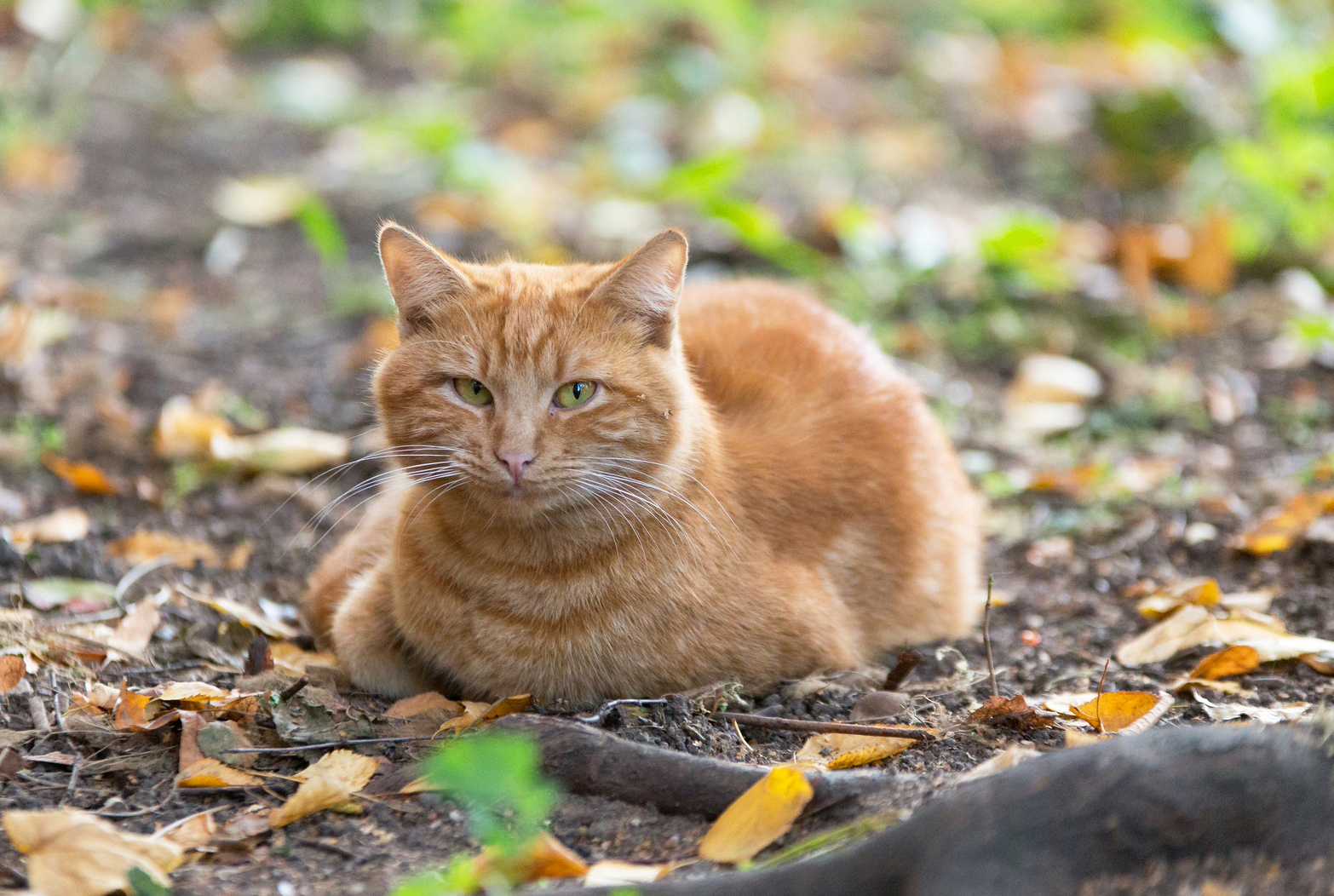 Помочь фонду - Котоспас